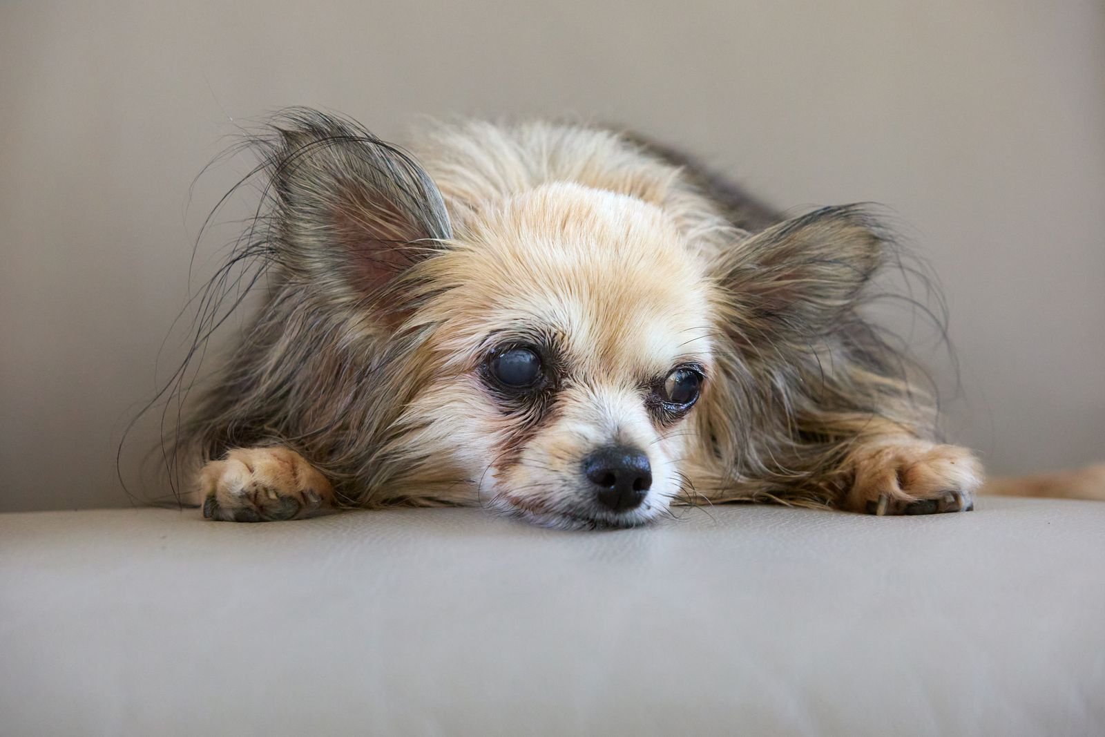 Gentle Grooming for Senior Pets