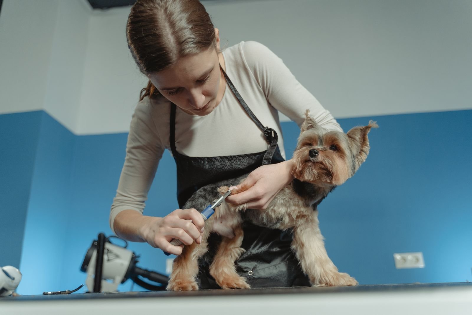 Pet Spa Day Latur