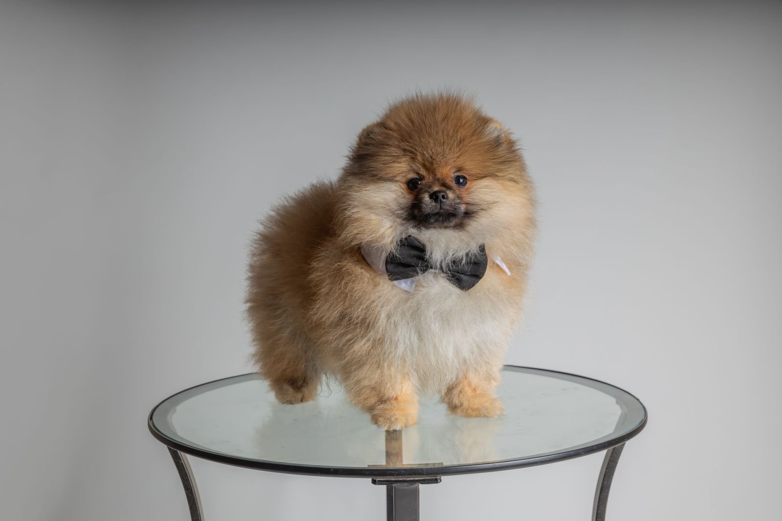 Show Pet Grooming Excellence