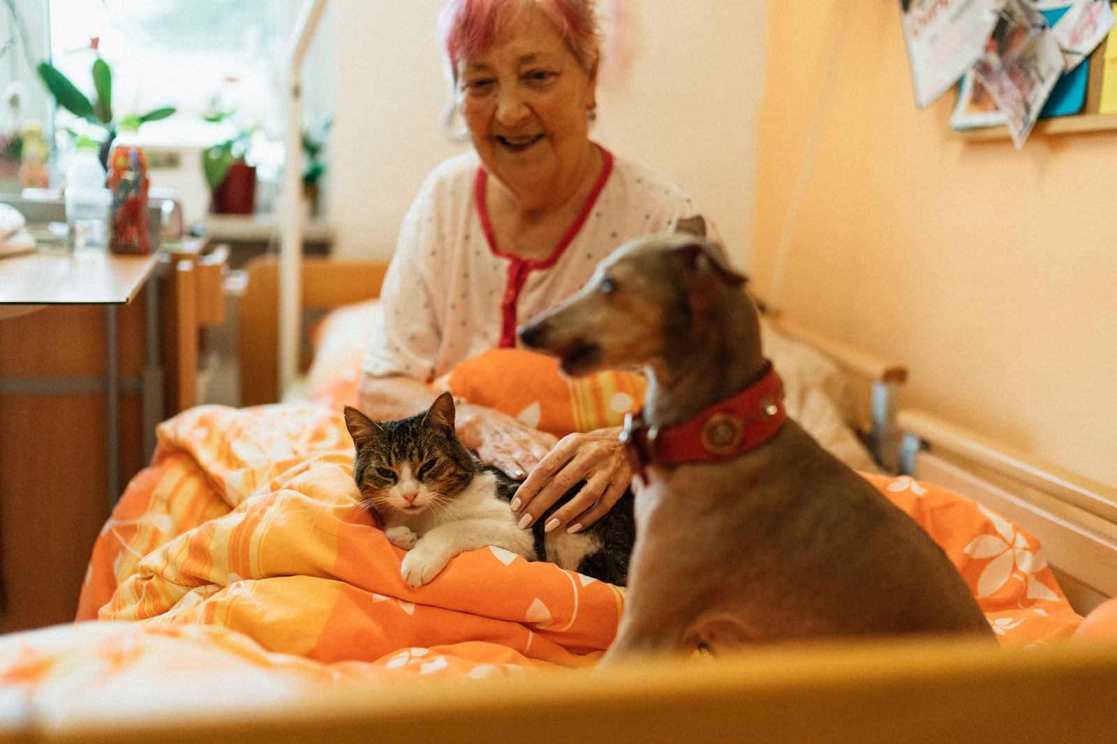 Special Needs Pet Daycare and Enrichment