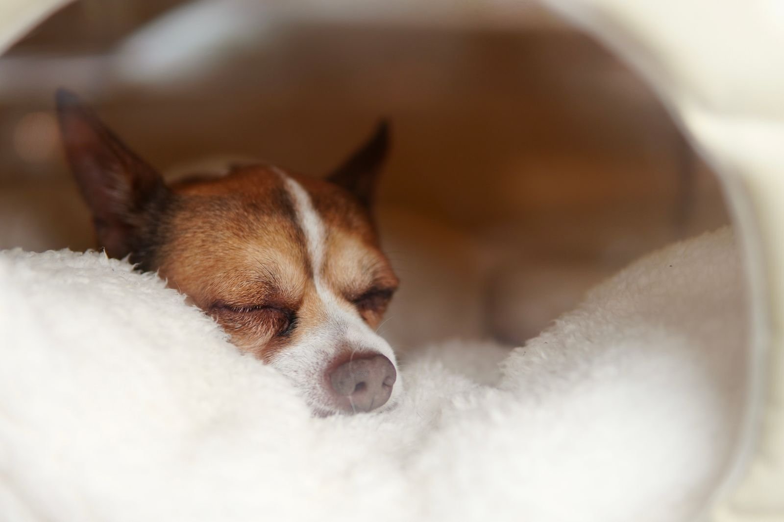 Medication Administration for Special Pets