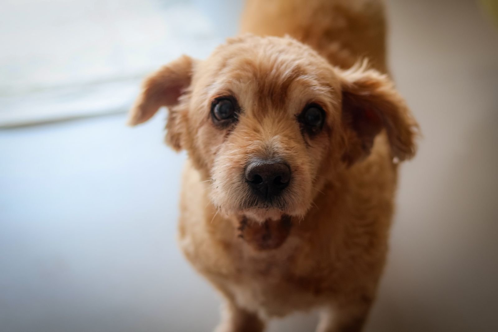 Mobility Support and Physiotherapy for Pets