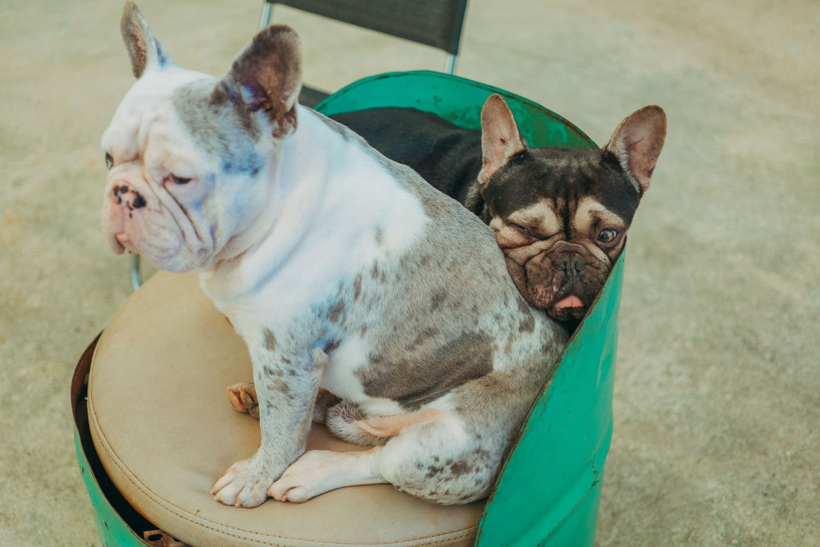 Dietary Management for Special Pets