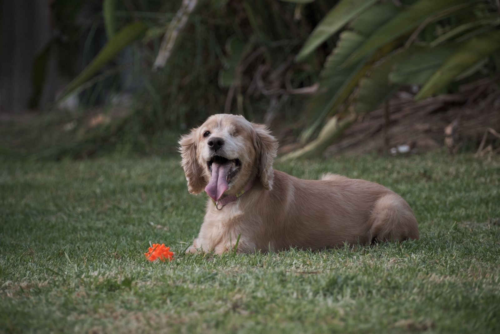 Post-Surgery Recovery Care for Pets