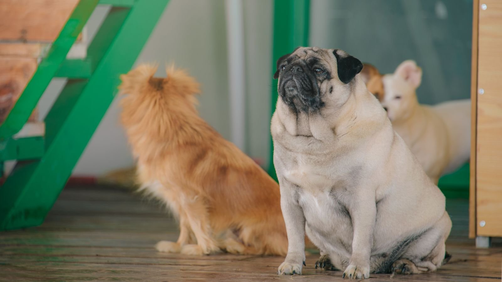 Senior Pet Comfort Care in Mumbai
