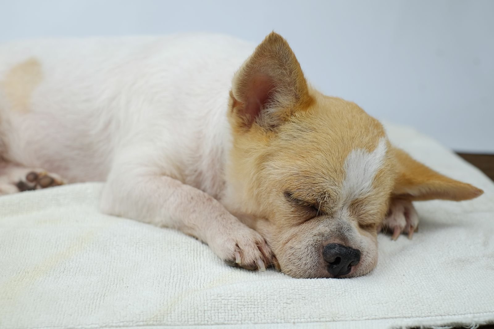 Behavioral Support for Special Pets