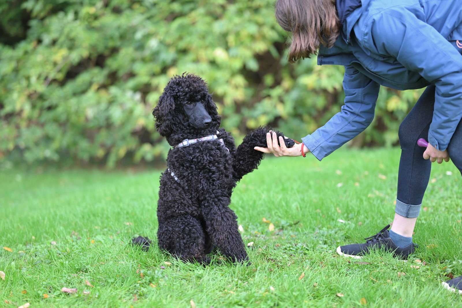 Therapy Dog Training - Professional Canine Therapy in Pune