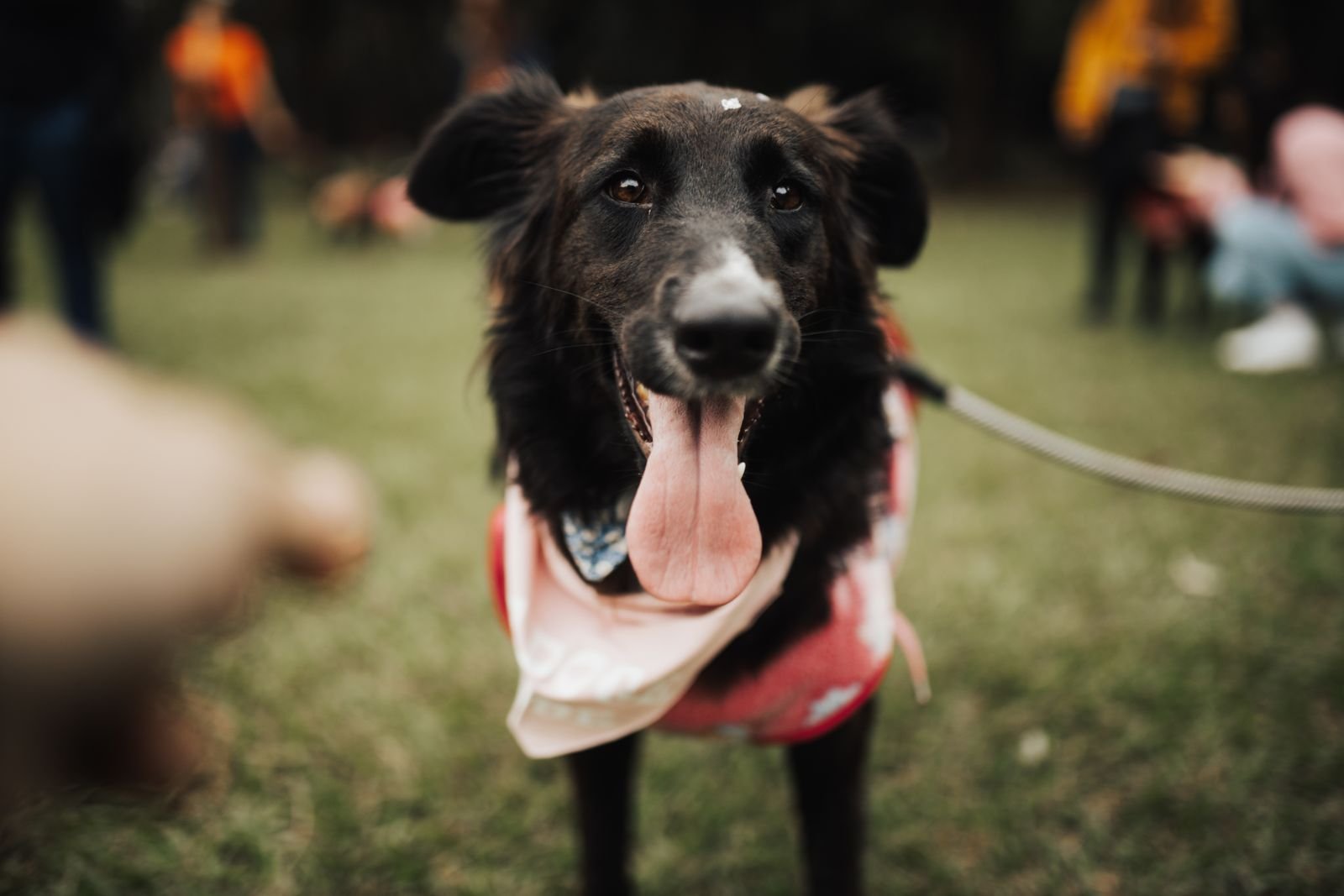 PTSD & Anxiety Support Dog Training