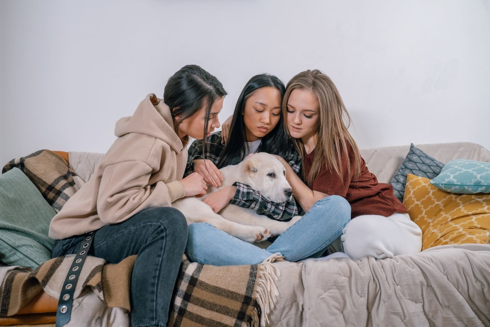 Therapy Dog Certification Preparation Course