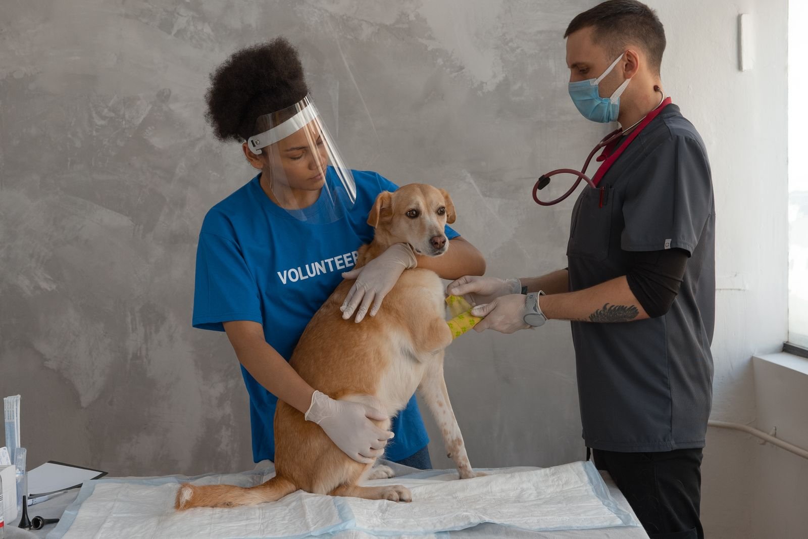 Nutritional Counseling for Pets in Nigdi Pune