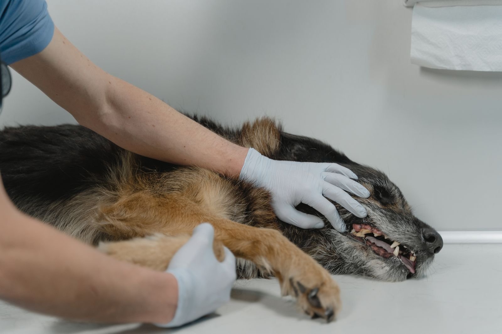 Tooth Extraction Surgery for Animals