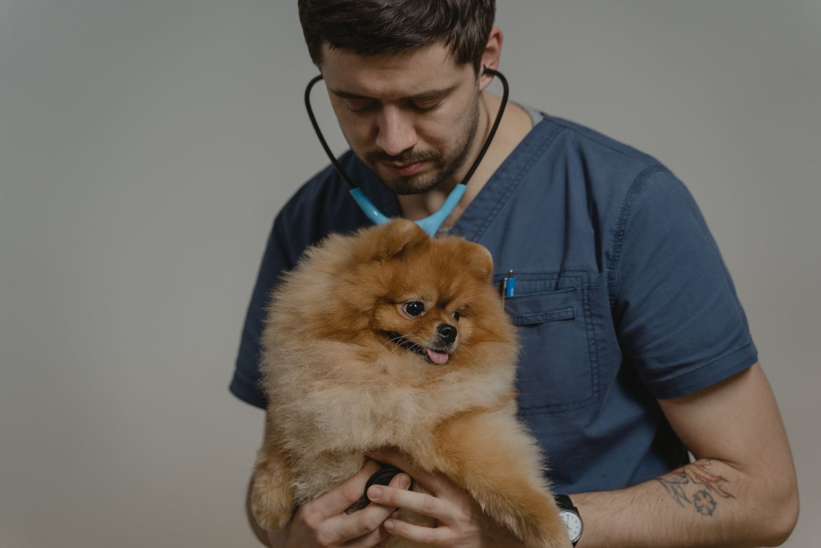 Root Canal Therapy for Pets