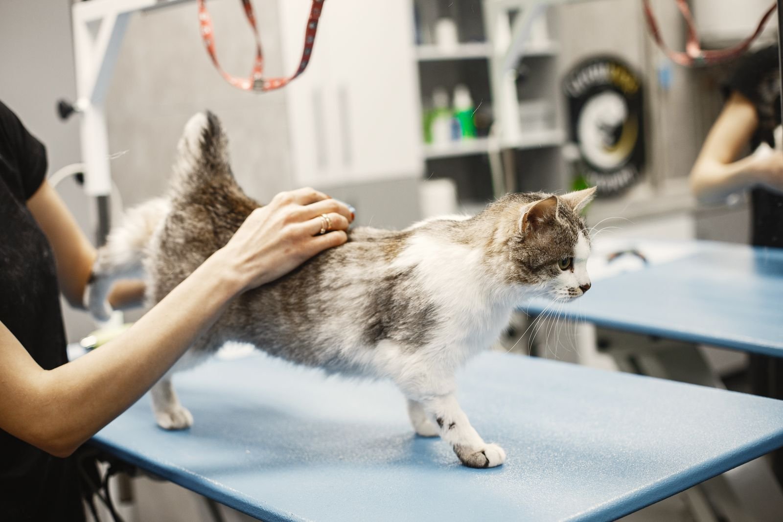 Skin Allergy Testing for Dogs and Cats