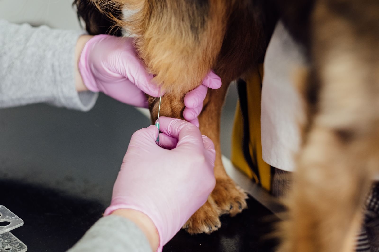 Pet Surgical Services in Kulti