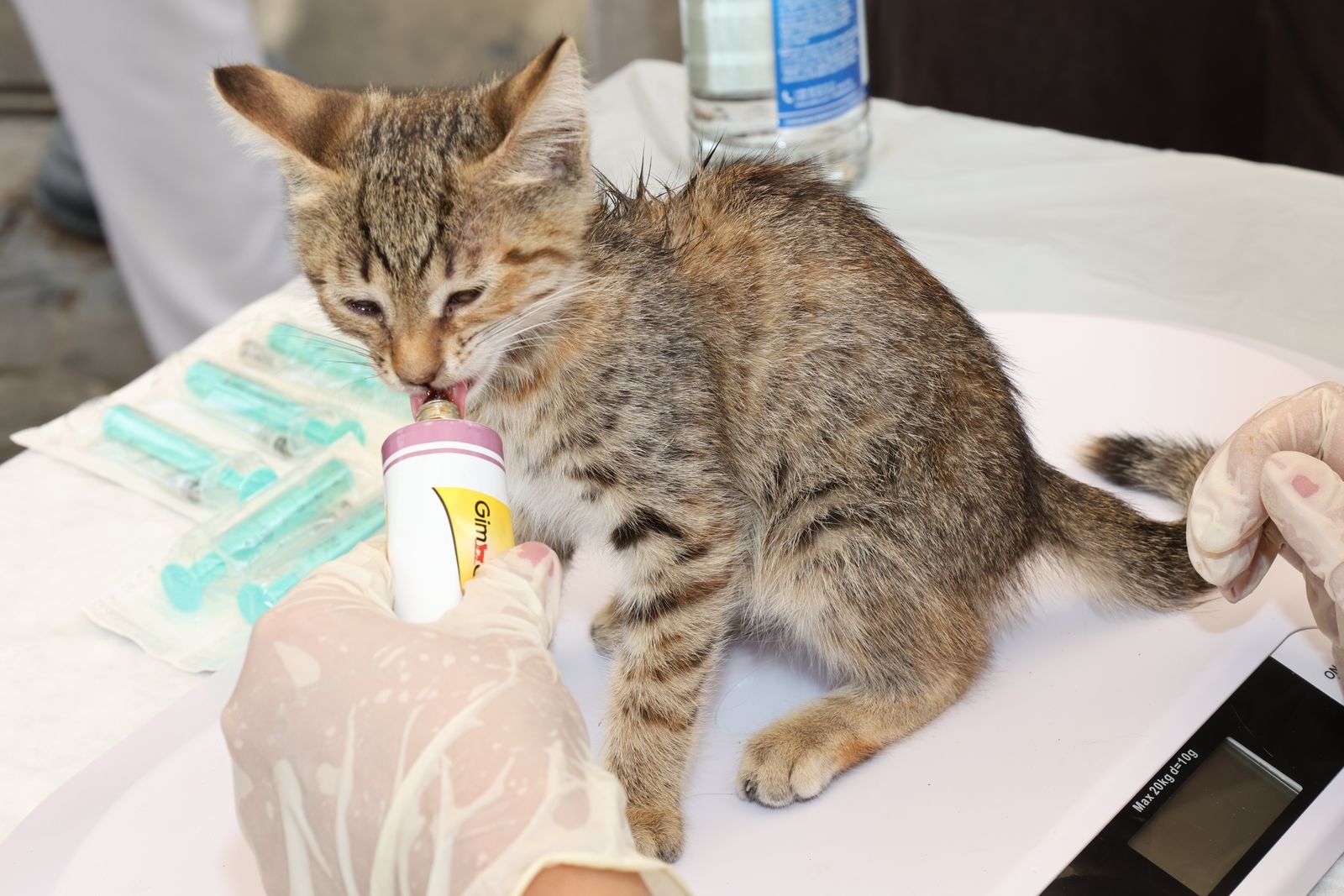 Pet Vaccinations in Kulti