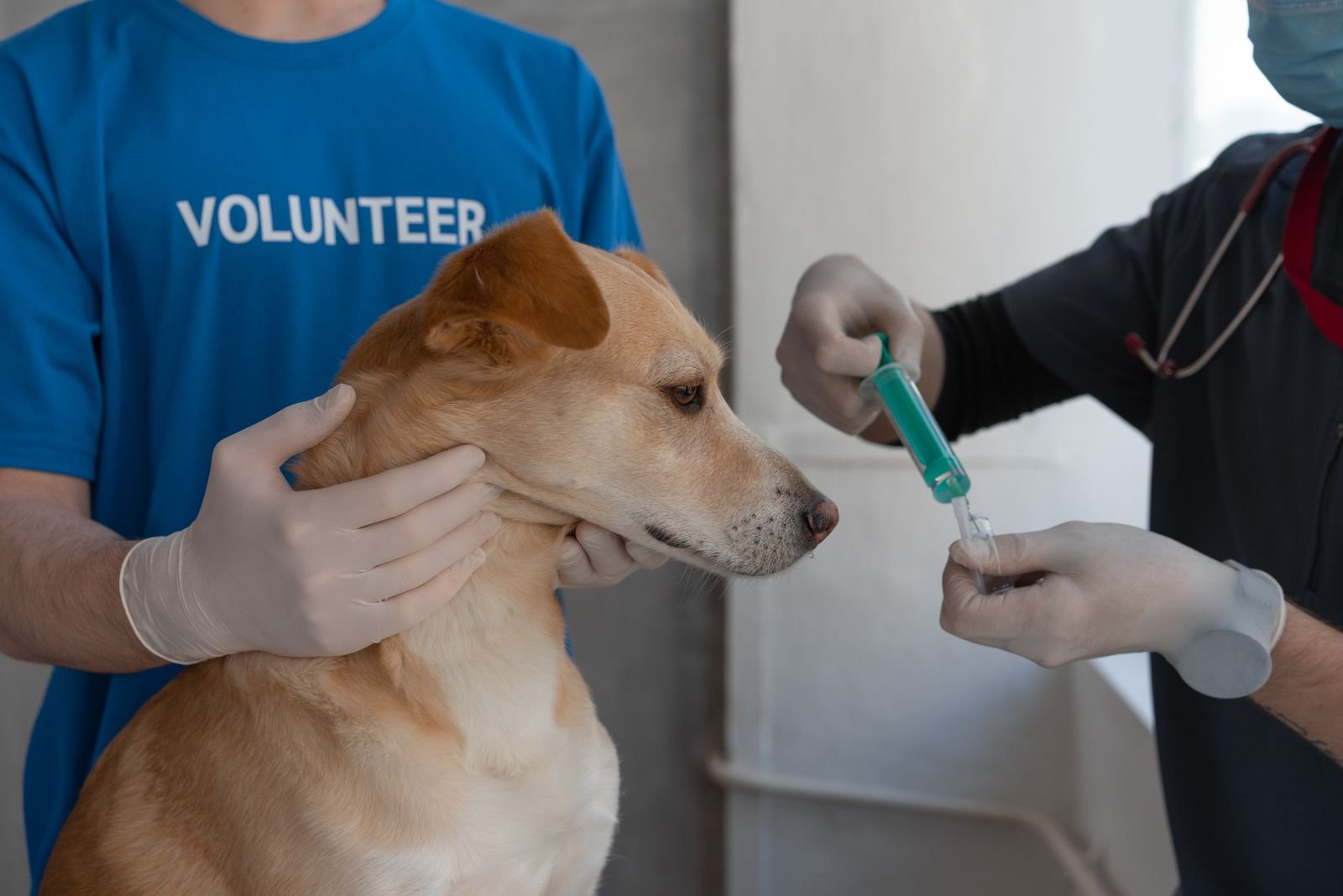 Rehabilitation Physiotherapy Pets Surat