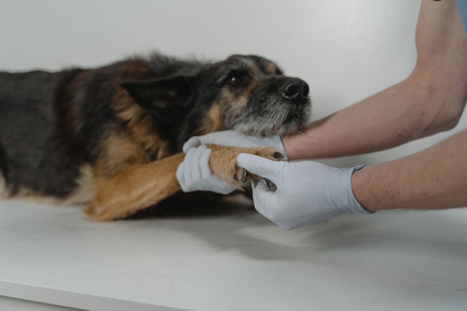 Pet Diet Consultation