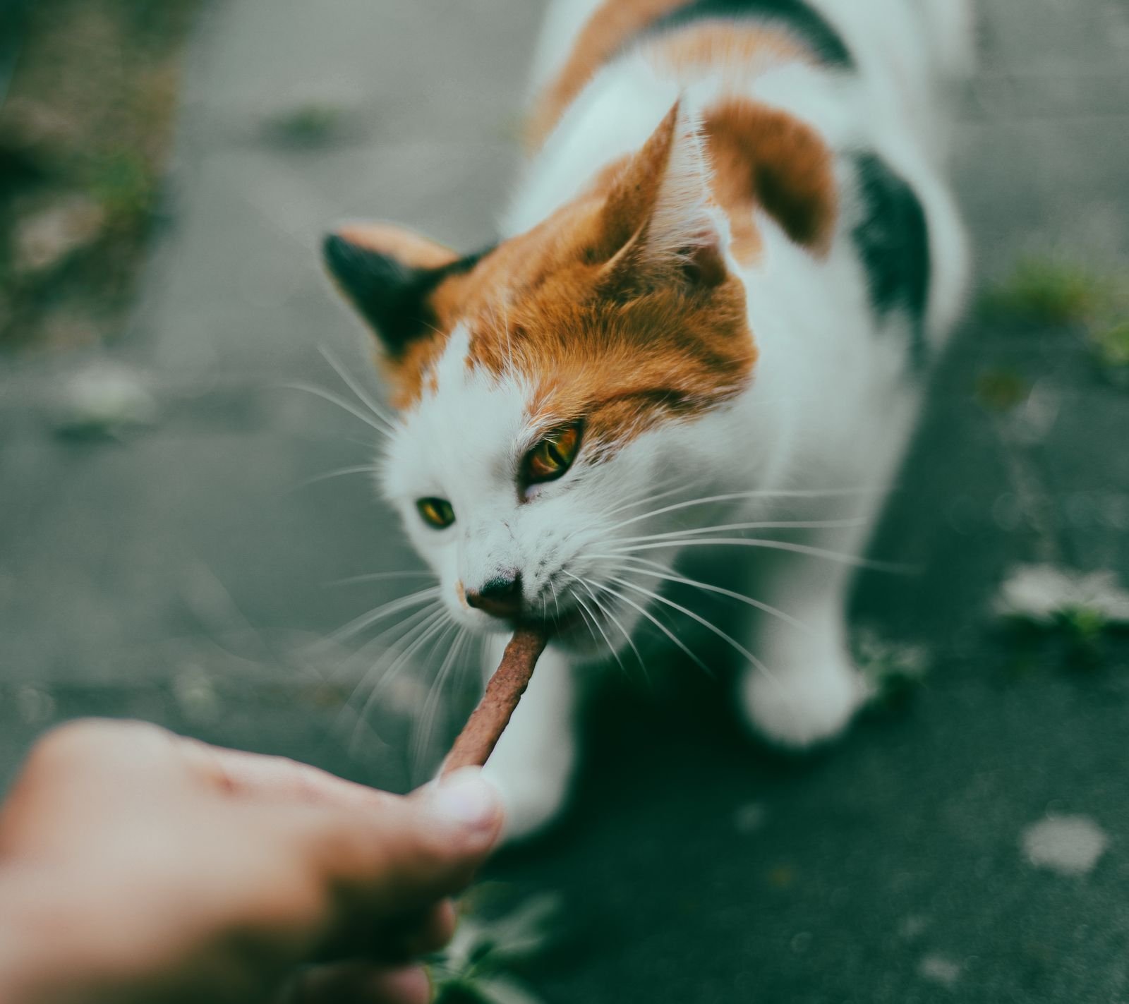 Puppy and Kitten Nutrition