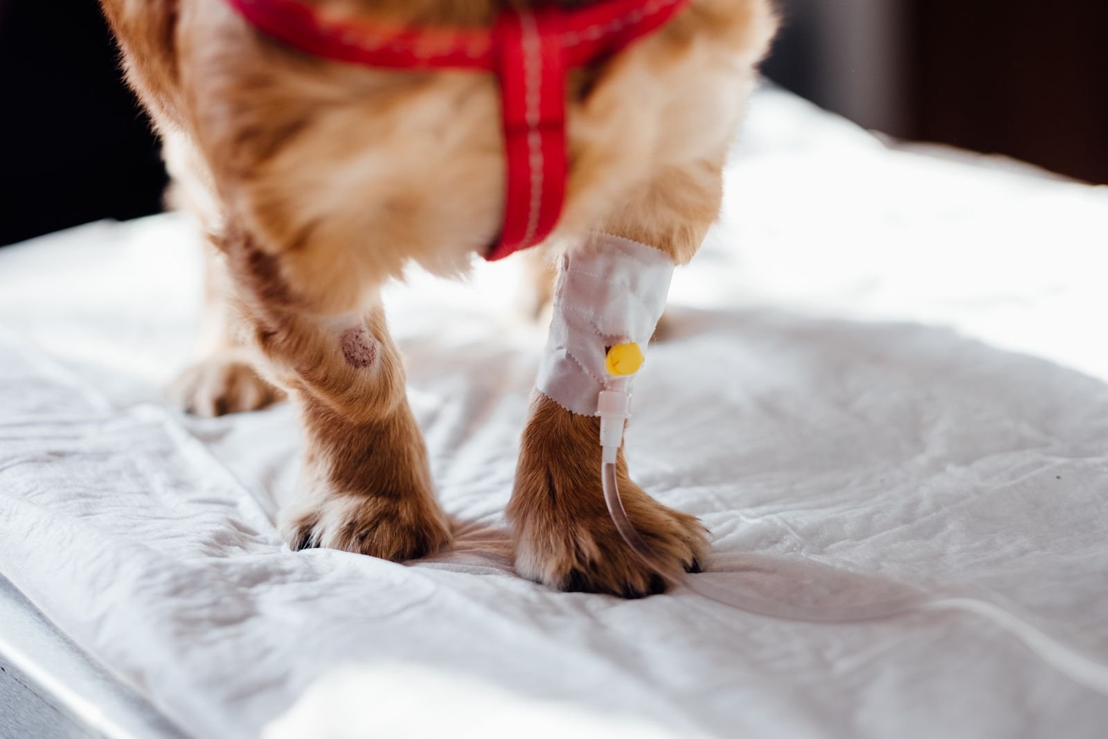 Palliative Care for Pets in Dewas