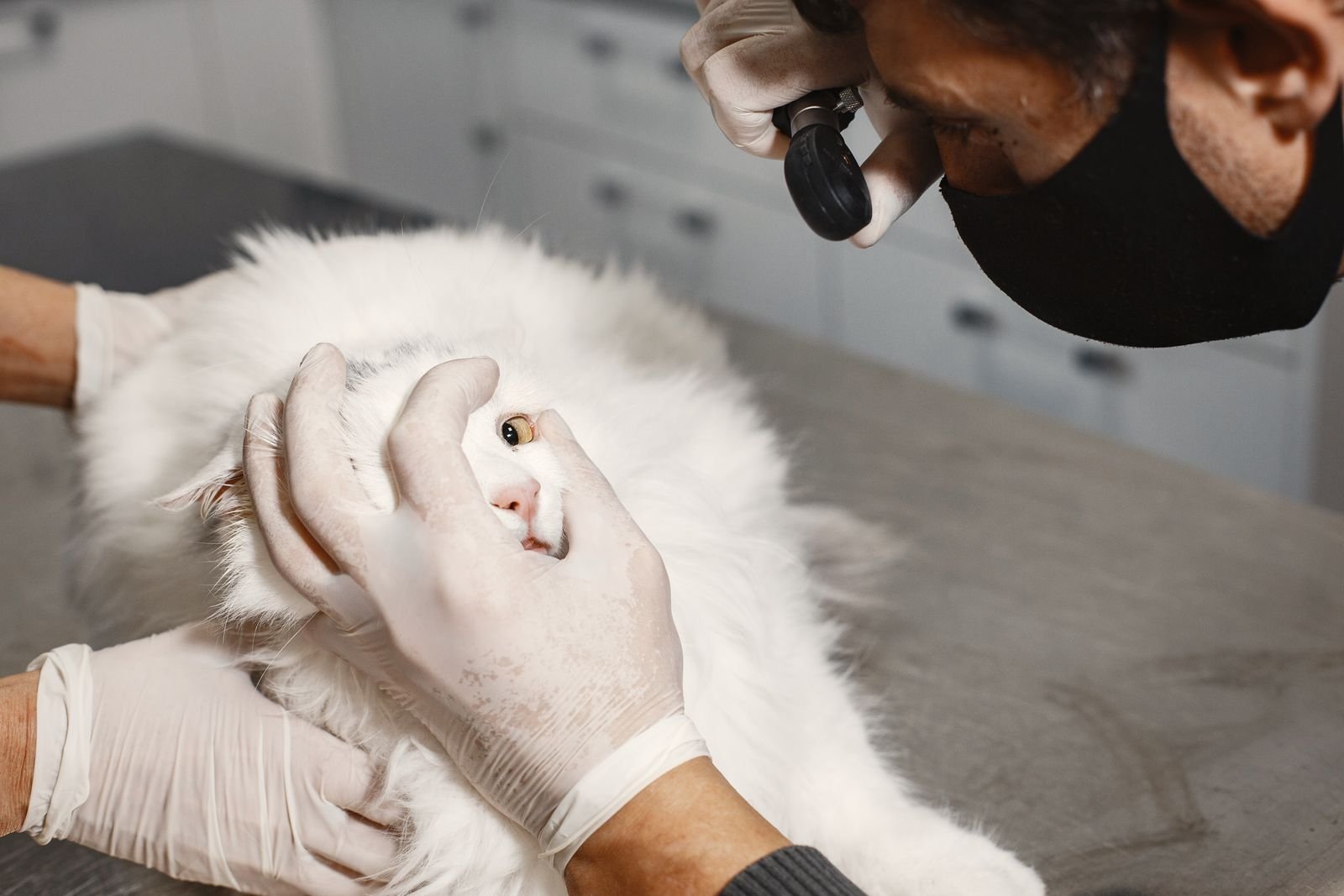 Cataract Surgery & Management