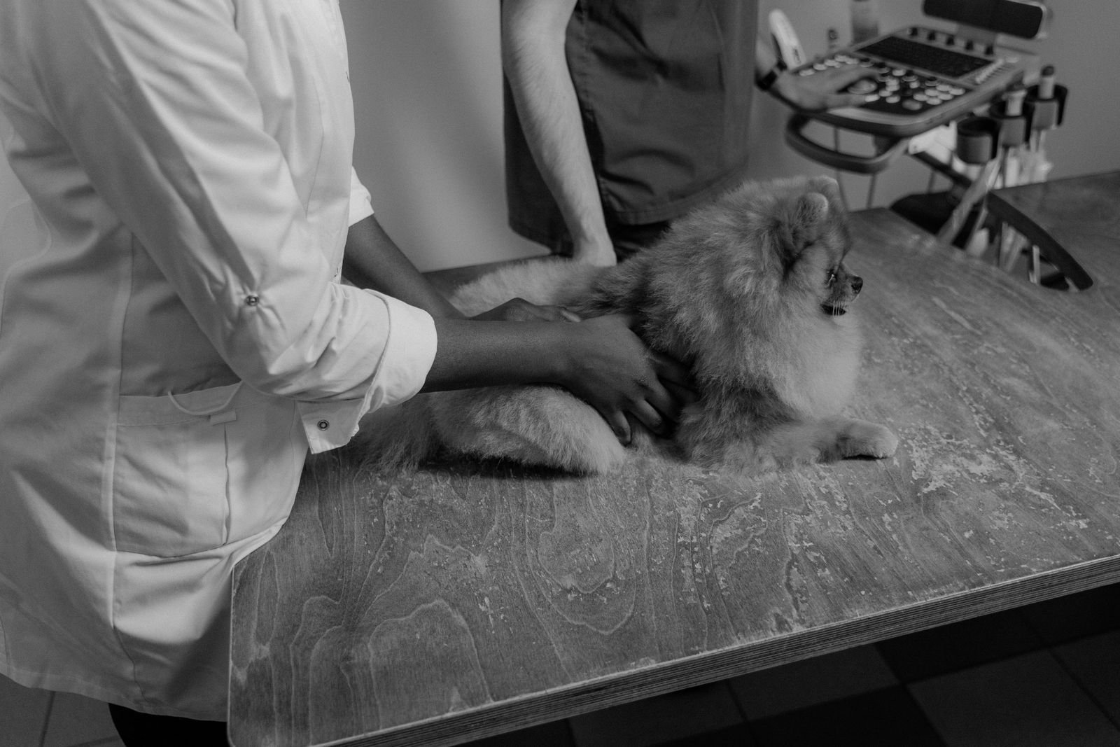 TPLO cruciate ligament surgery for dogs in Pune