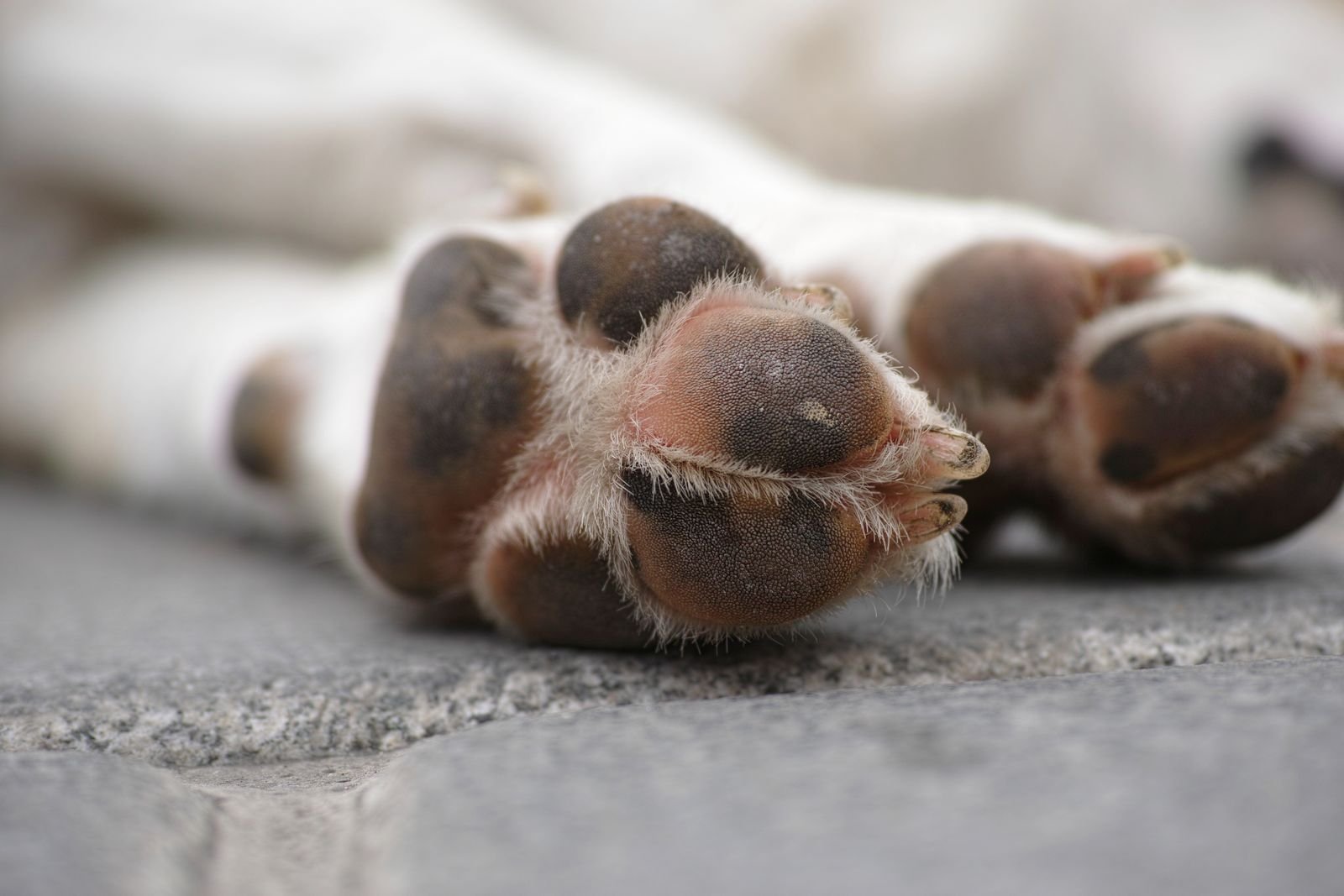 Hip and elbow dysplasia management for dogs in Bavdhan Pune