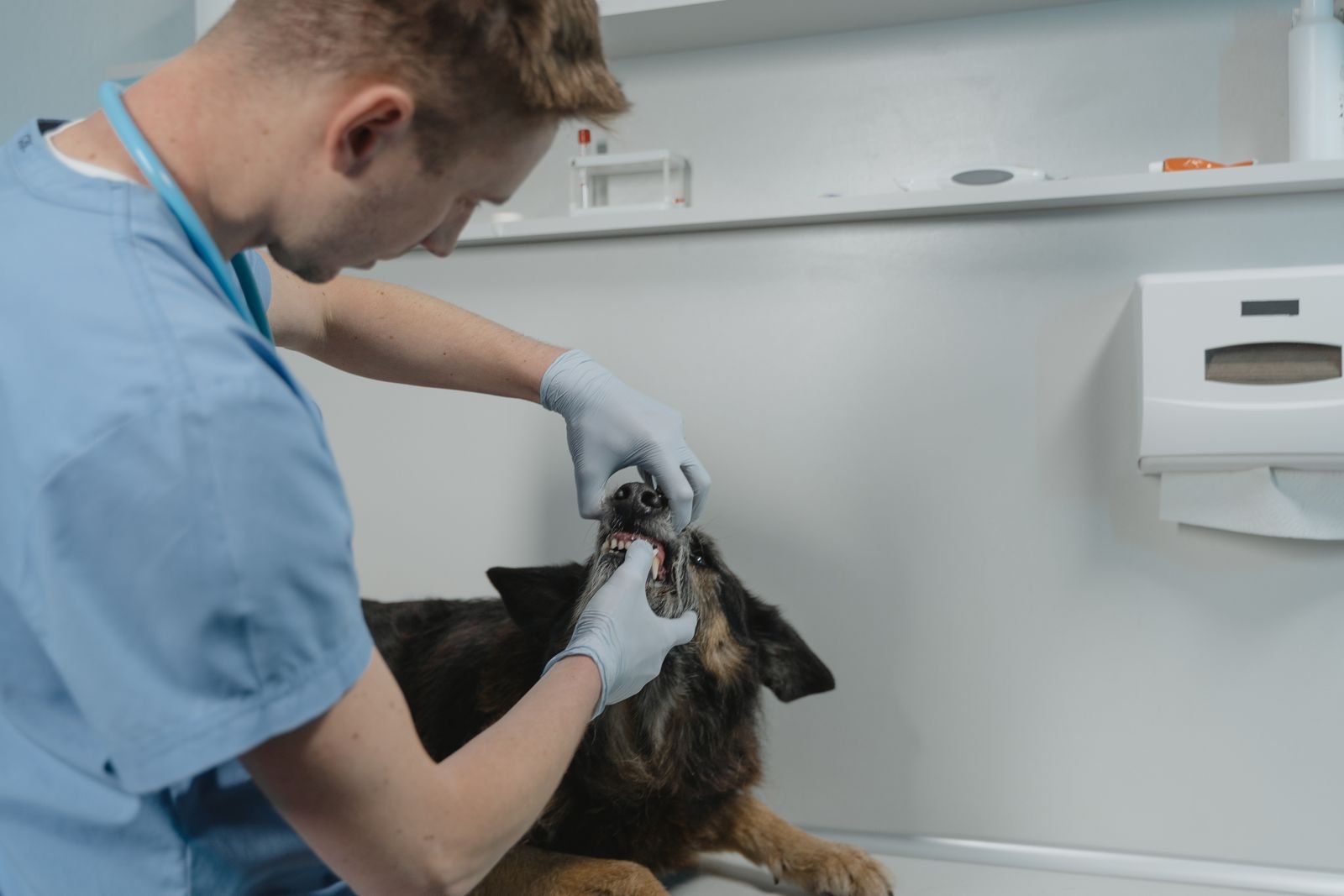 Arthritis and joint pain relief for senior pets in Pune