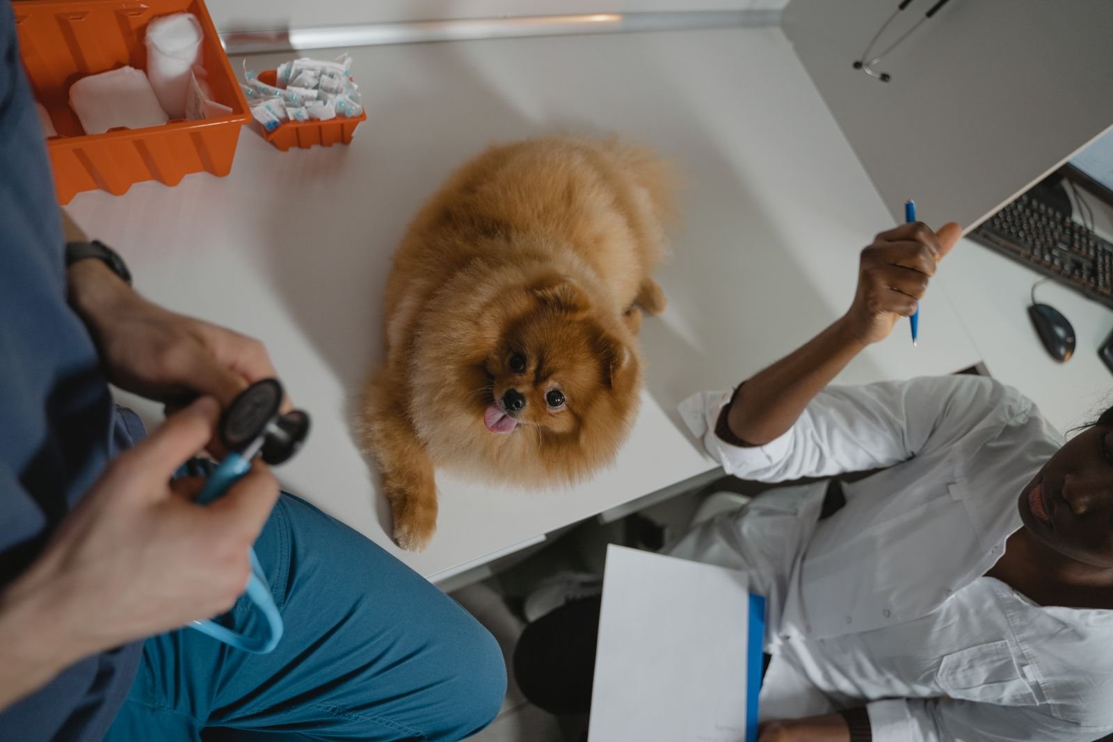 Veterinary physiotherapy and rehabilitation for pets in Pune