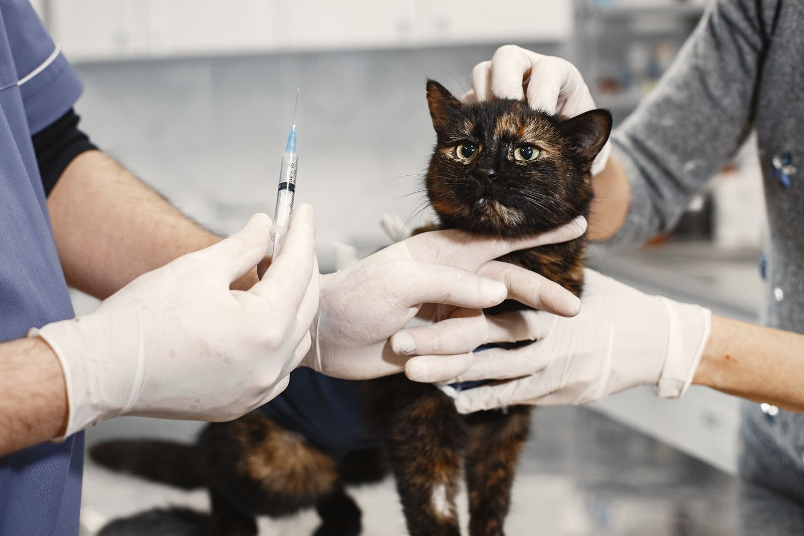 Vaccination Programs for pets in Wadwani