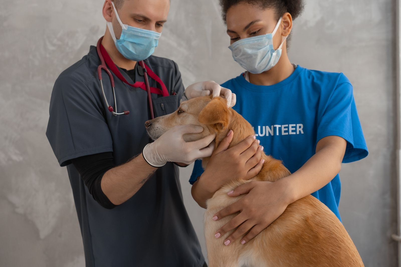 Veterinary Preventive Care Nagercoil - Pet Vaccination