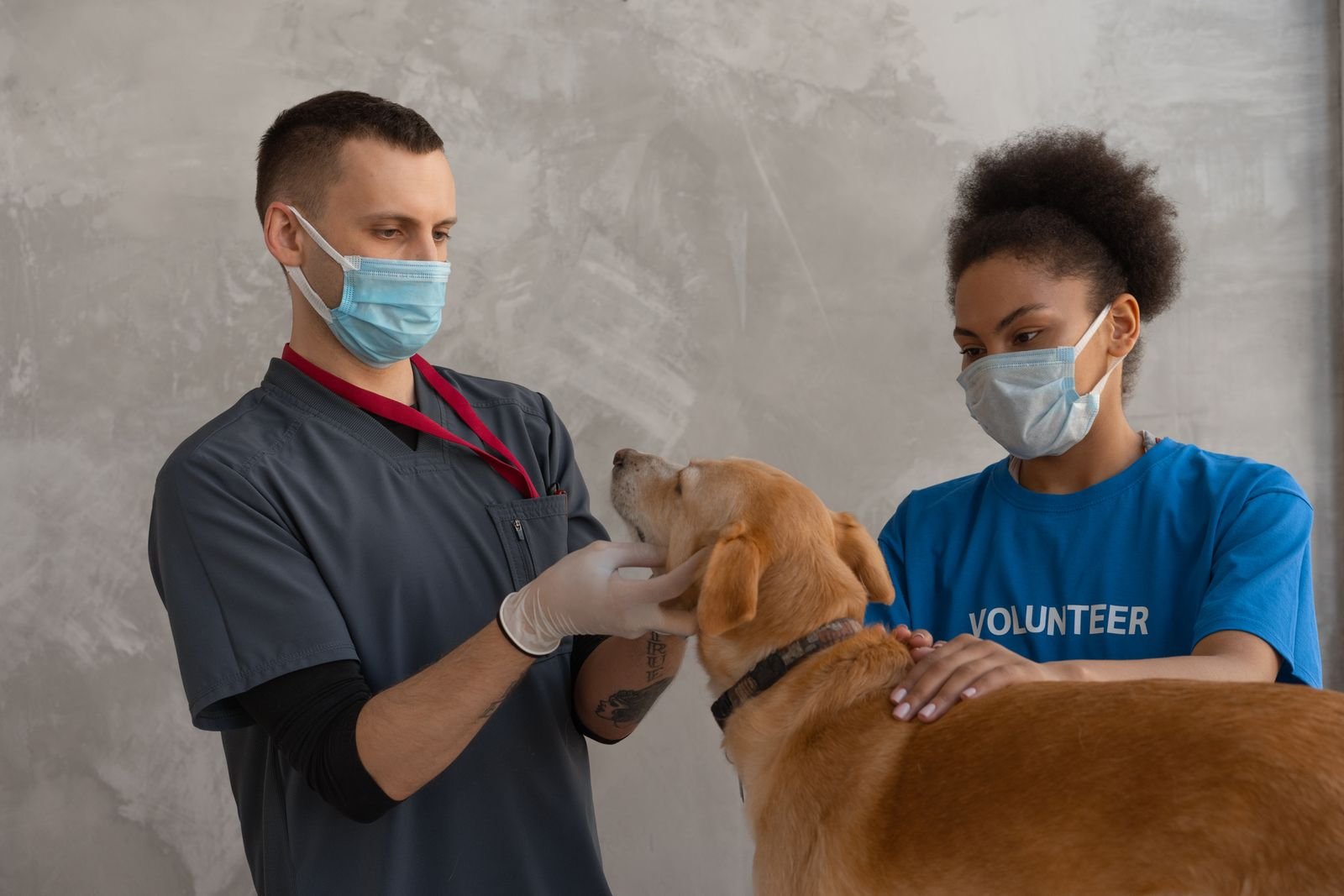 Annual Health Checkups for pets