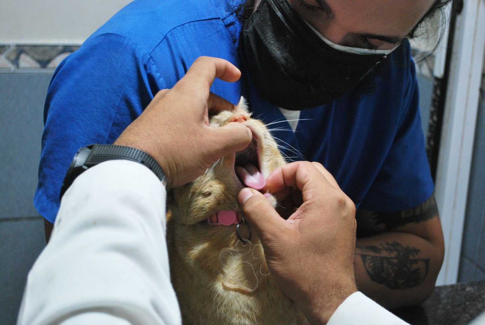 Parasite Prevention for pets in Wadwani