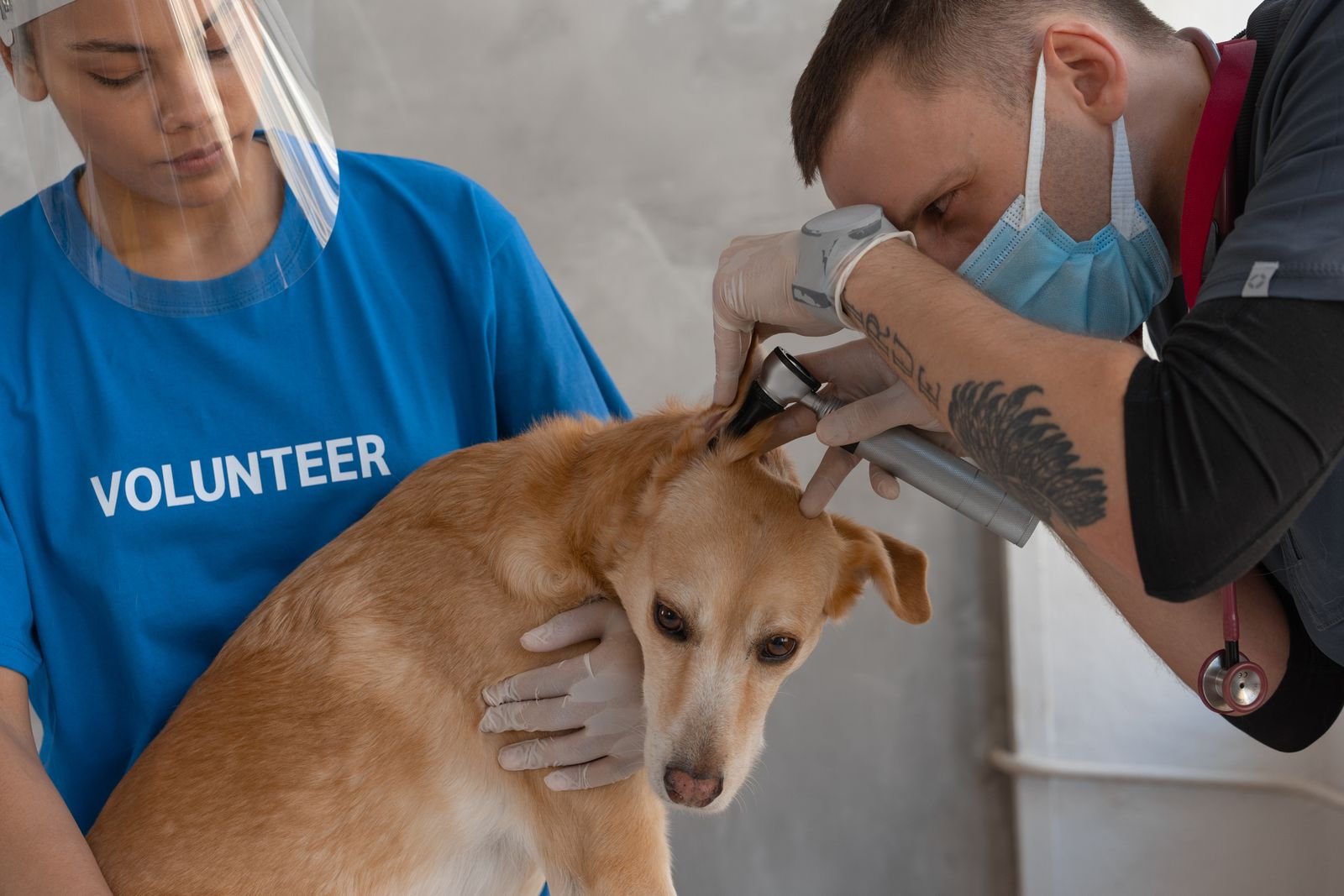 Microchipping and Identification for pets in Wadwani