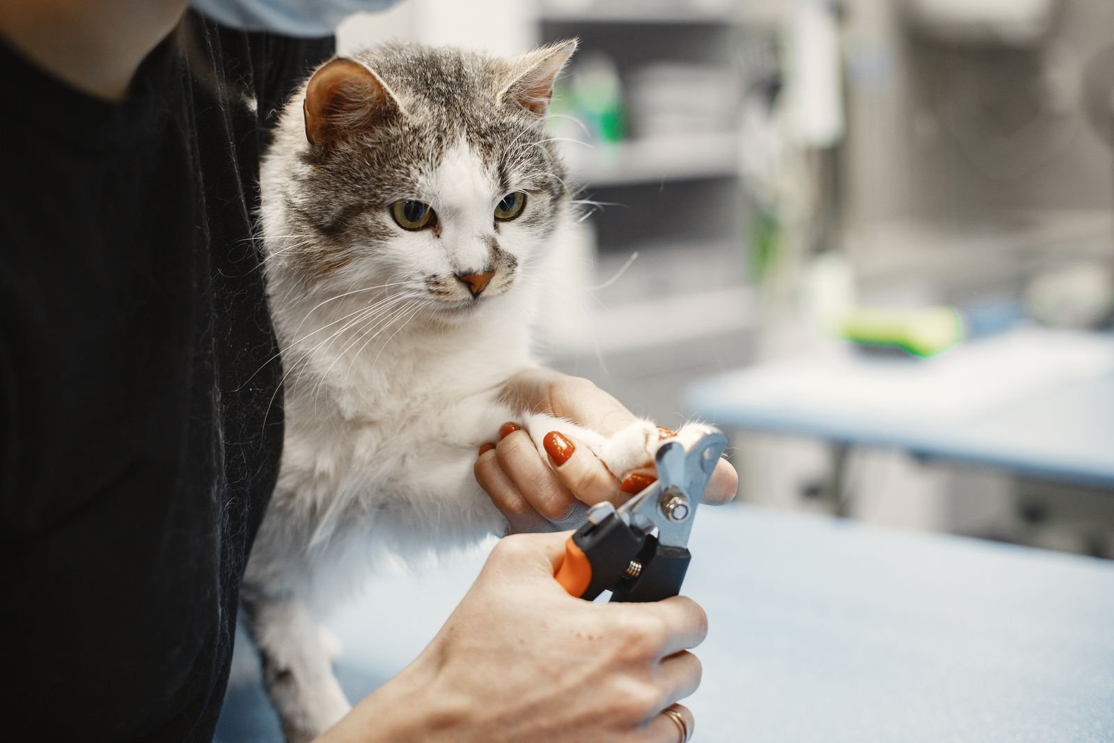 Spay and Neuter Services for pets