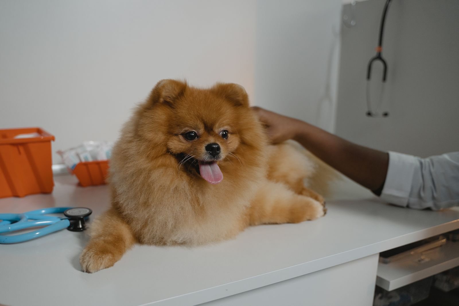 Animal Relocation Services