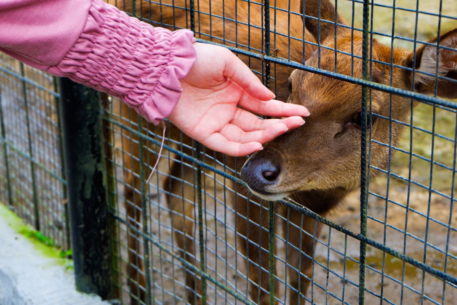 Wildlife emergency rescue and rapid response service in Bhosari Pune