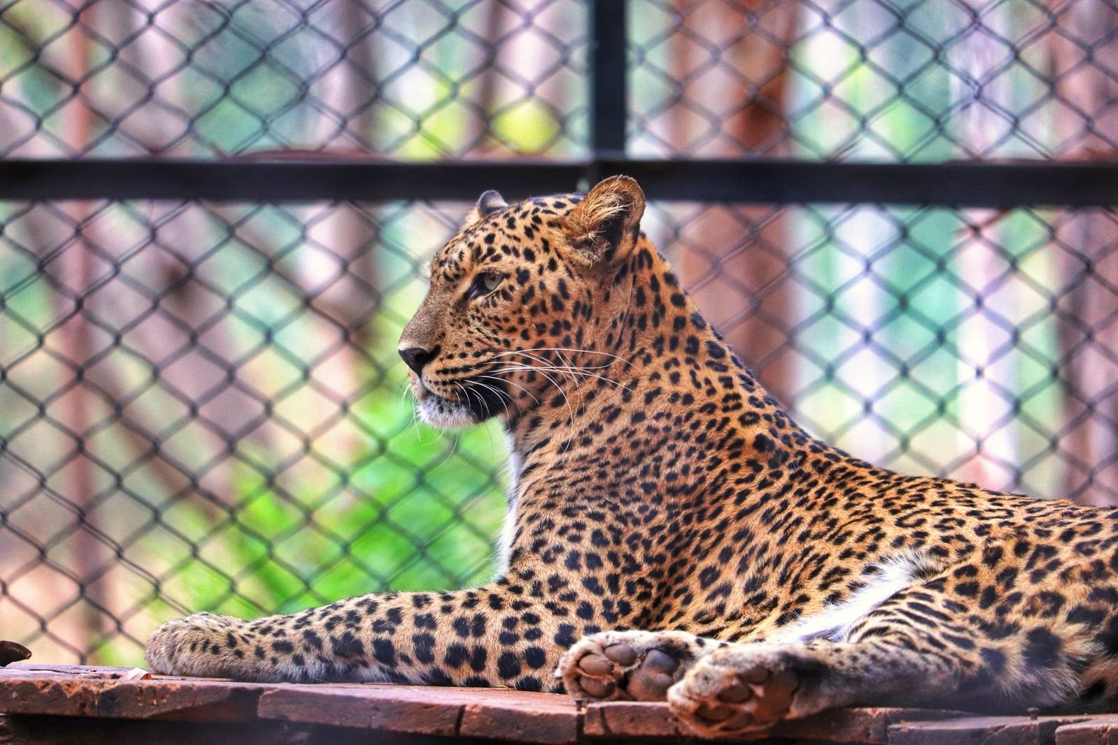 Wildlife rehabilitation video Pune
