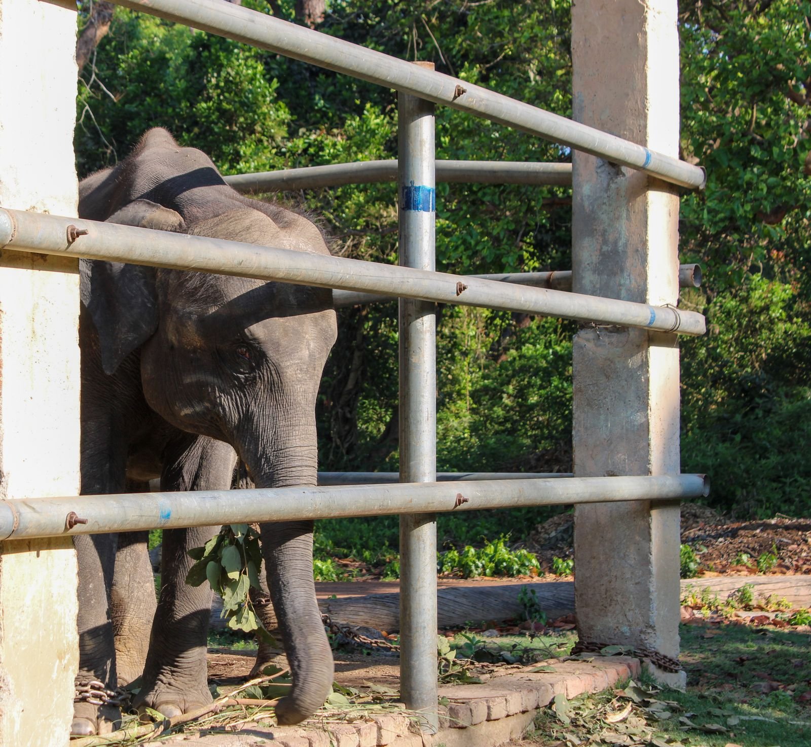 Habitat restoration and wildlife conservation projects near Pune