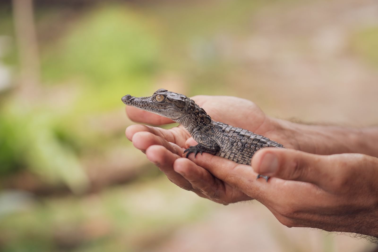 Bird rescue and avian care unit in Pune