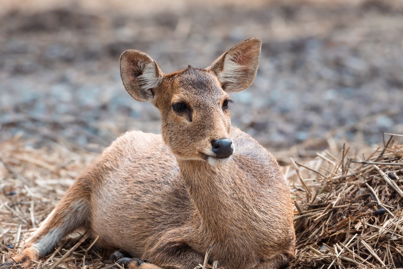 Wildlife awareness education and volunteer programs in Pune
