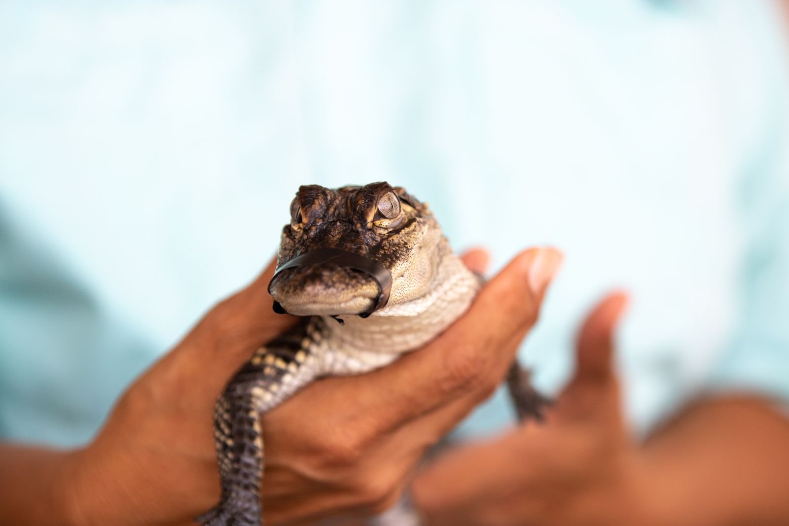 Wildlife Care Tiruchirappalli - Majestic Wildlife