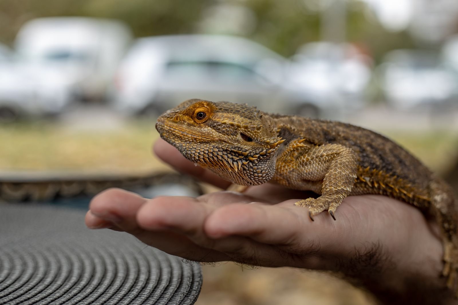 Exotic Animal Hospital Trichy