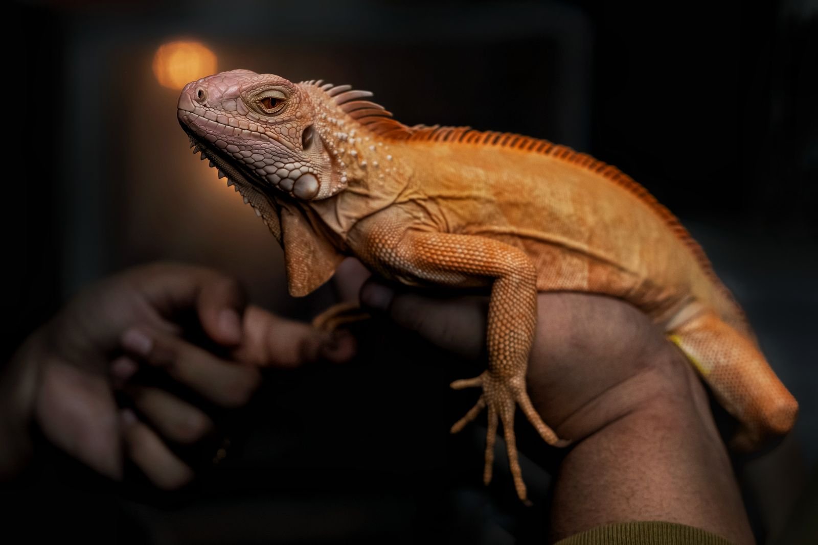 Animal Rehabilitation Tiruchirappalli