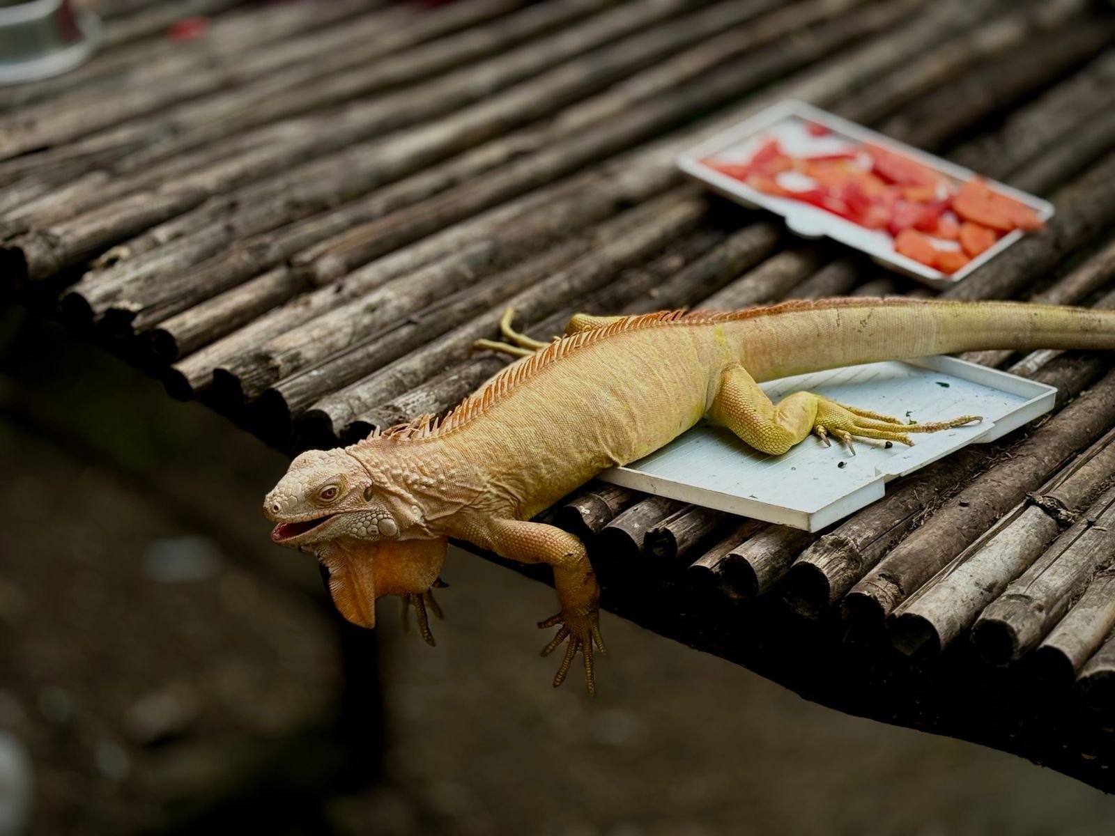 Exotic Pet Boarding and Care Services Mumbai