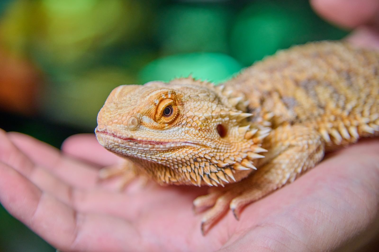 Reptile and Amphibian Care Services Mumbai