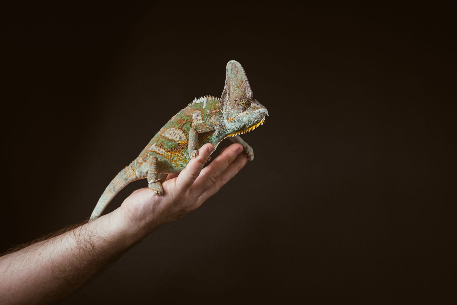 Nutritional Consultation for Exotic Animals
