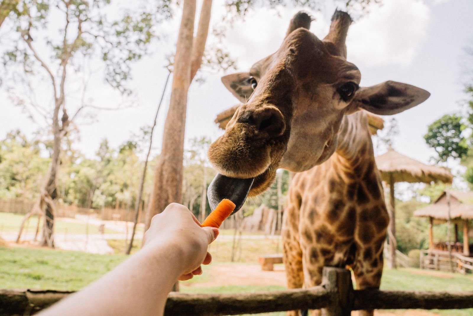 Behavioral Training and Enrichment for Exotic Pets