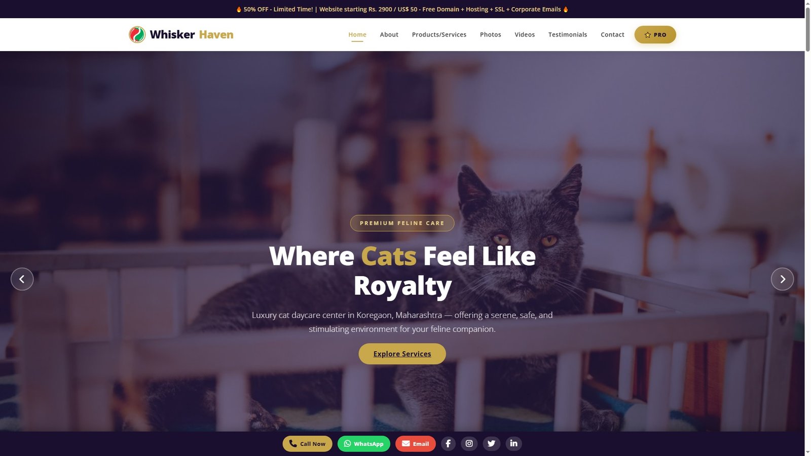 Cat Daycare Centers