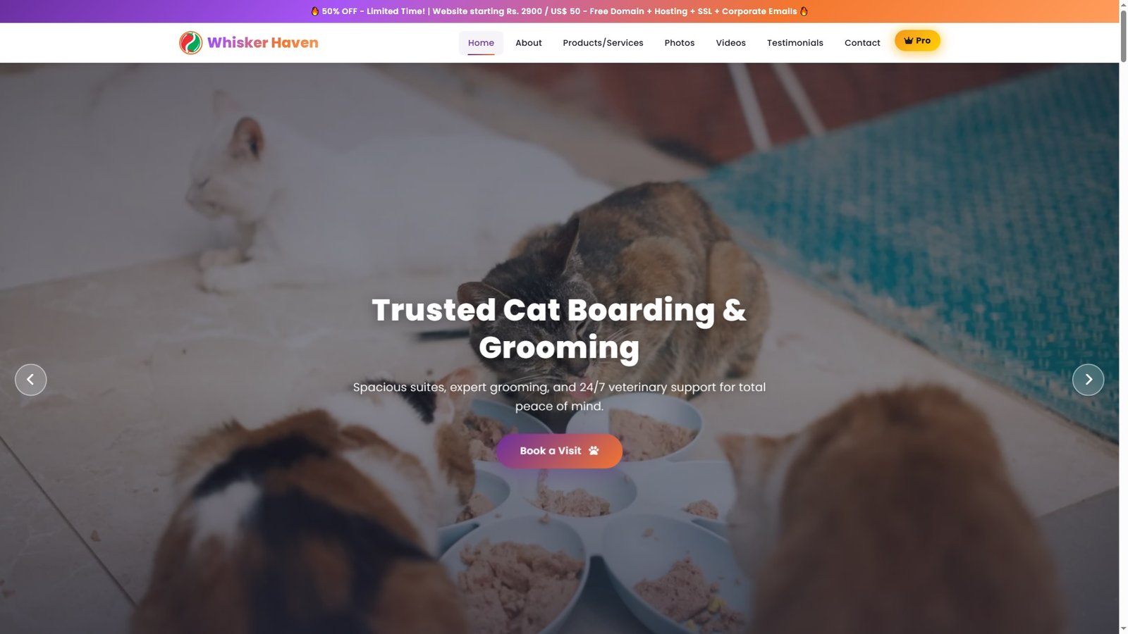 Cat Daycare Centers