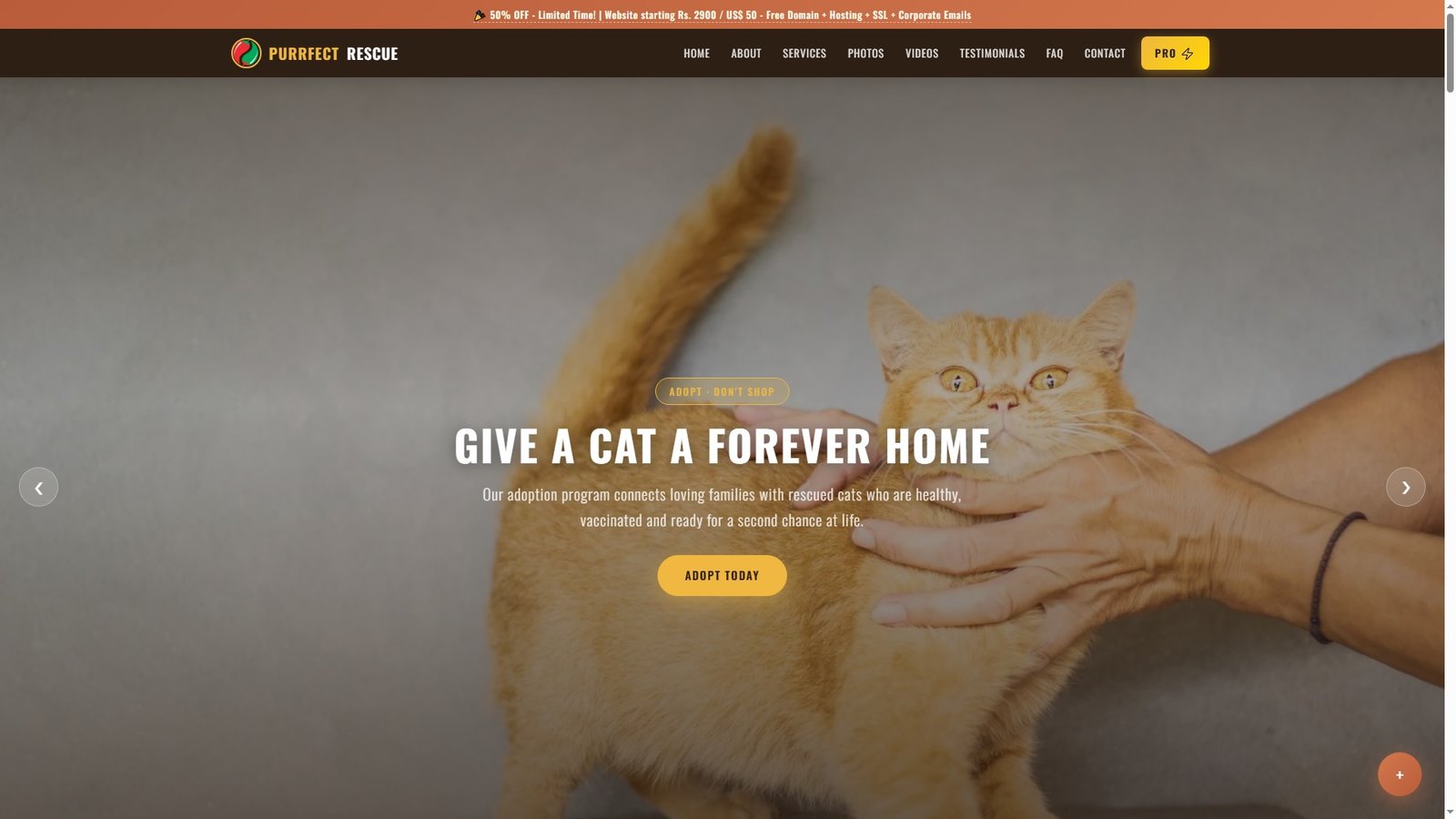Cat Rescue Organizations